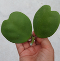 Hoya Kerrii Heart Shaped Vine Cutting for Planting – 2 Leaves with 1 Node, Unrooted Hoya Plant