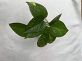 Golden Pothos Rooted Cuttings – 4 Healthy Epipremnum Aureum Starts, Fast Growing Indoor Trailing Plant