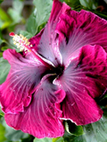 Hibiscus Moscheutos Cuttings – 7 Starter Cuttings – Hardy Rose Mallow Madagascar Hibiscus Plant