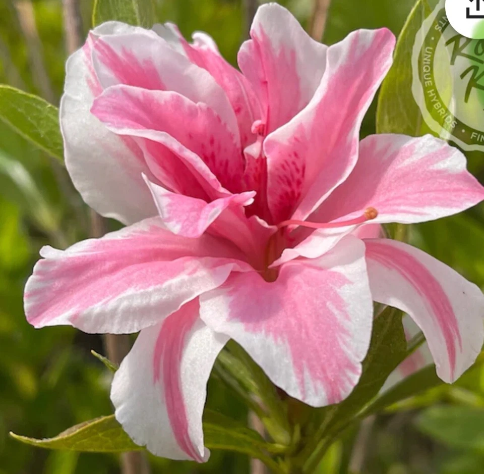 Sugar and Spice Azalea Rhododendron – Live Starter Plant – Rare Blooming Shrub for Garden Landscaping