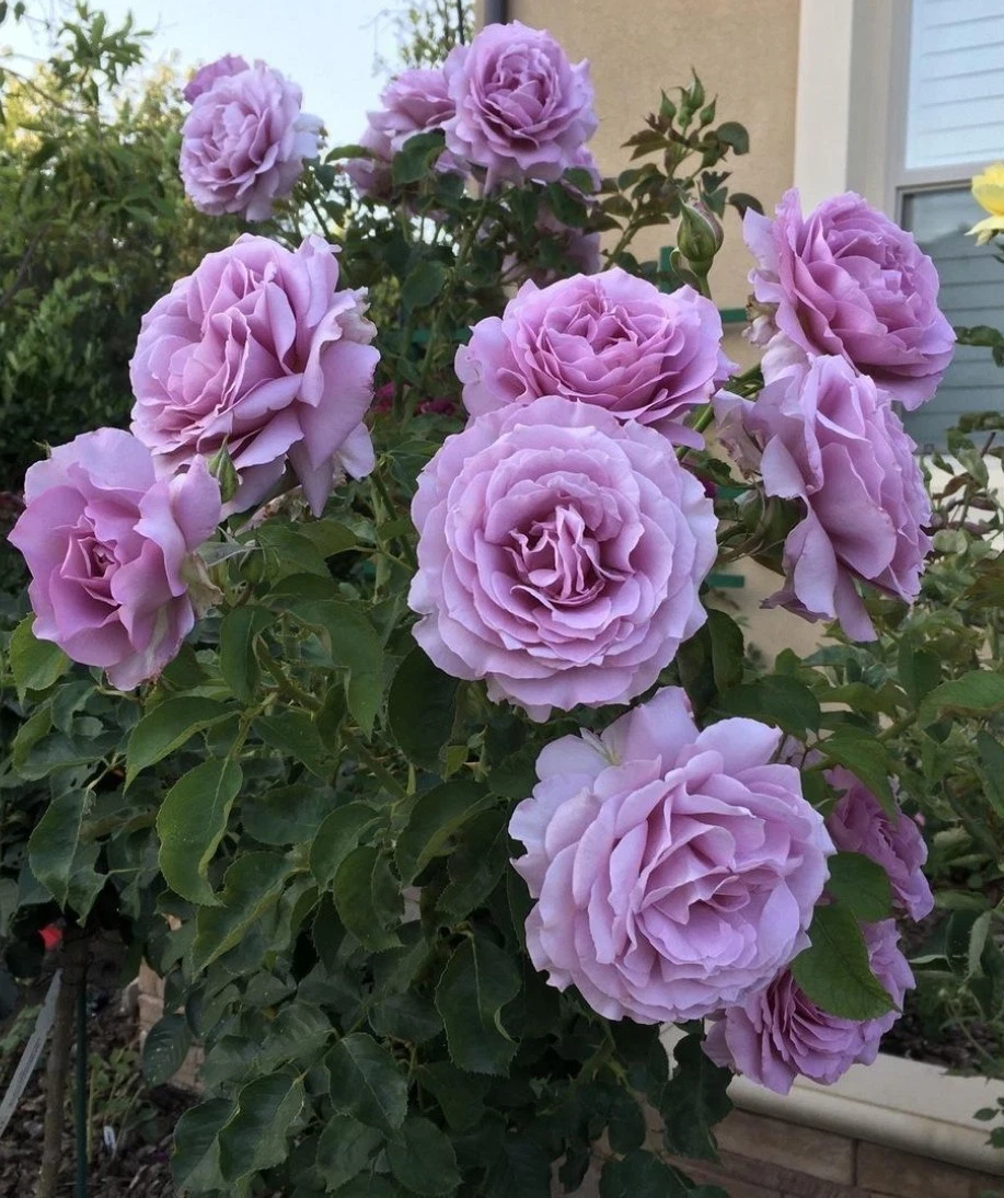 Love Song Rose – 4 Fresh Unrooted Cuttings, 5–8 Inch Stem Pieces for Propagation