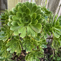 Green Aeonium Succulent Cuttings – 20 Fresh Live Cuts for Rooting and Propagation