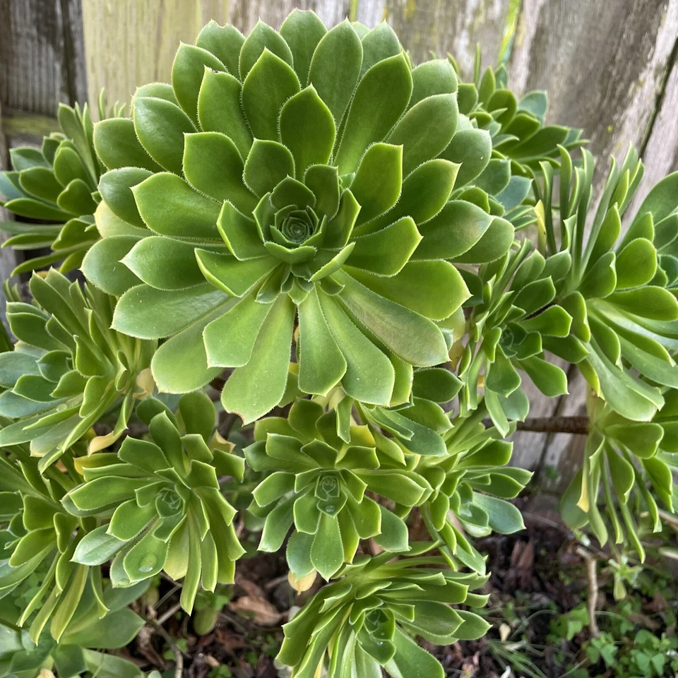 Green Aeonium Succulent Cuttings – 20 Fresh Live Cuts for Rooting and Propagation