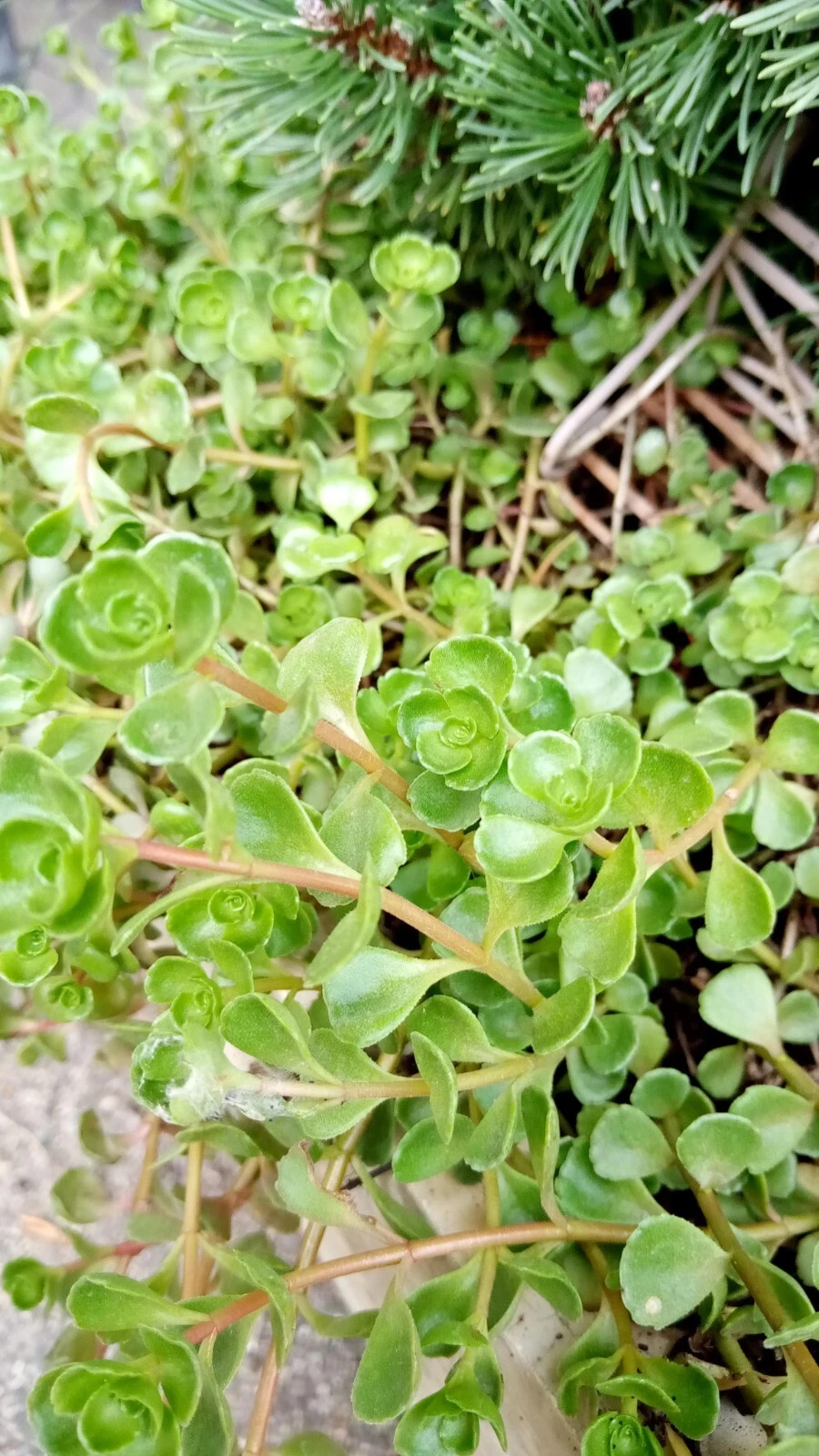 Phedimus Spurius Stonecrop Starter Cuttings – 6 Live Some Rooted Plants, Two Row Sedum Groundcover