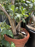 Jade Plant Cuttings – Crassula Ovata Small Leaf and Big Leaf Set, 4–6 Inch Live Succulent Cuttings