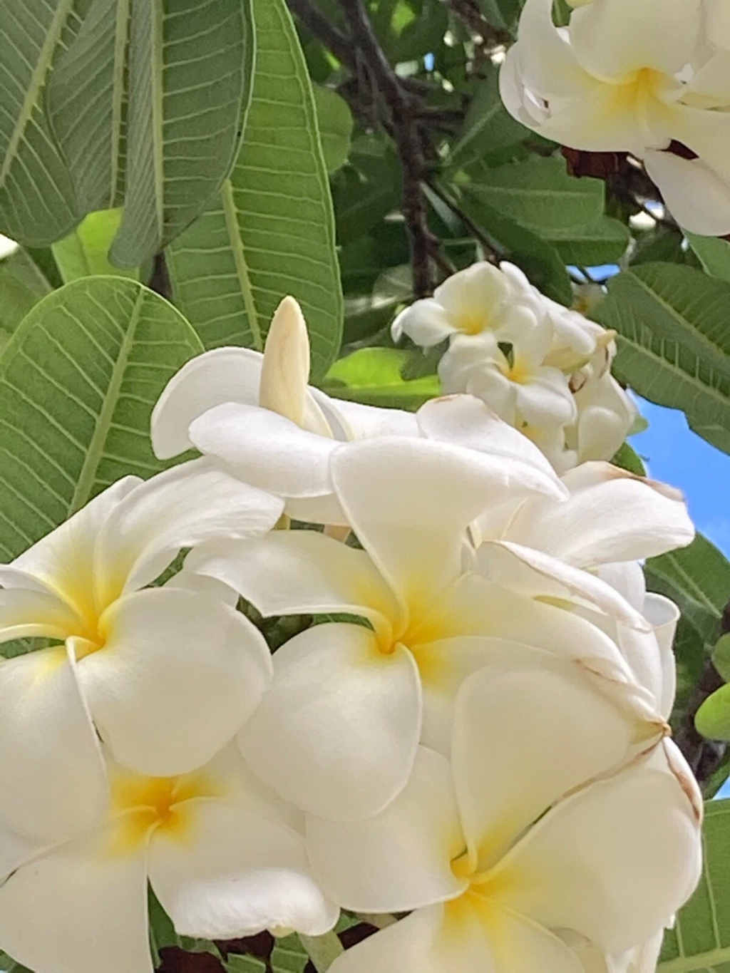 Singapore Plumeria White Yellow – 2 Hawaiian Frangipani Cuttings, Plumeria Rubra Starter Stems for Rooting