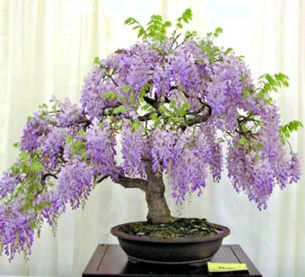 Blue Moon Wisteria Unrooted Cuttings – Wisteria macrostachya Vine, 3 Fresh Cuttings 6–8 Inches Long