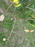 Mahachanok Mango Cutting – Unrooted Stem for Grafting or Rooting, Premium Mangifera Indica Thai Variety for Warm Climate Gardens