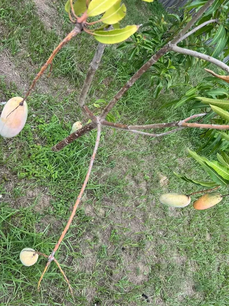 Mahachanok Mango Cutting – Unrooted Stem for Grafting or Rooting, Premium Mangifera Indica Thai Variety for Warm Climate Gardens