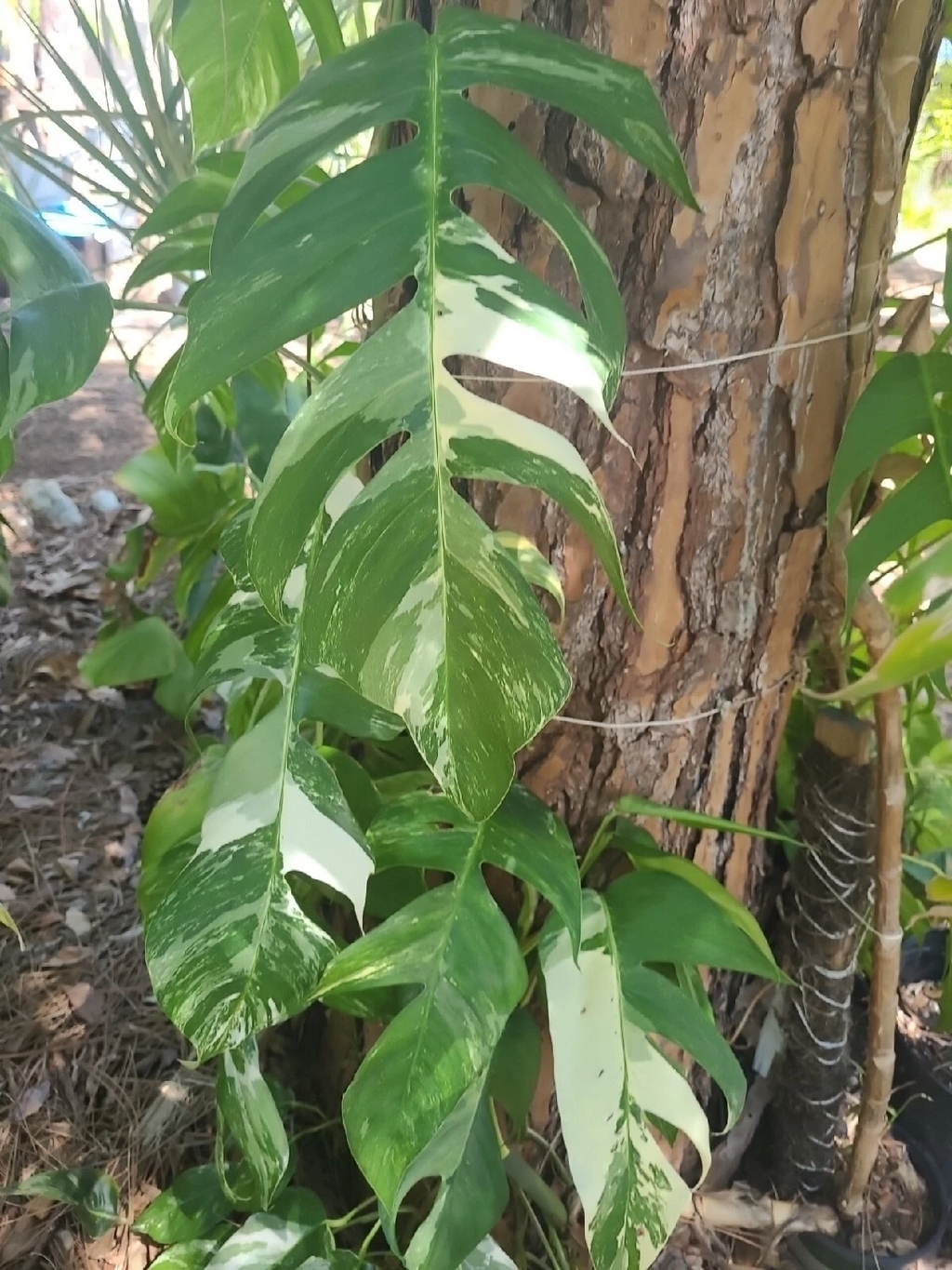 Epipremnum pinnatum Albo Variegated Cutting – 1 Leaf Node Unrooted Live Houseplant for Propagation