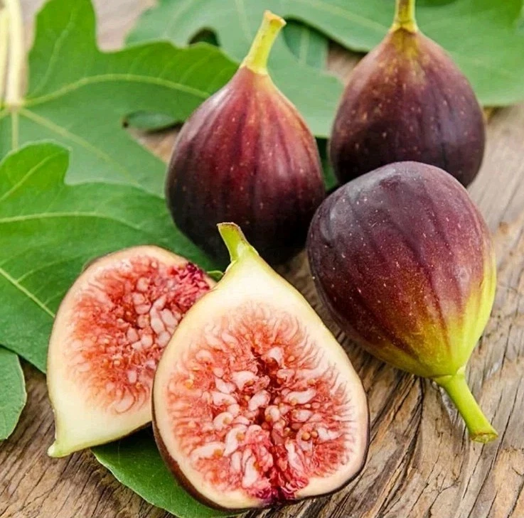 Brown Turkey Fig Cuttings Ficus carica, Cold Hardy Fruit Tree Cuttings, Set of 4 Unrooted Cuttings for Planting