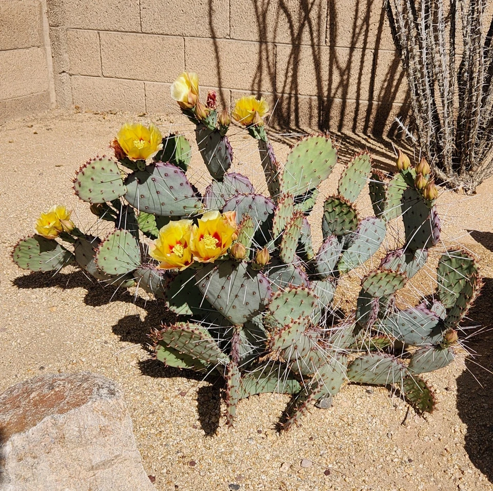 Opuntia Macrocentra Black Spine Prickly Pear – 1 Live Cactus Pad Cutting, Purple-Tint Desert Cactus Starter