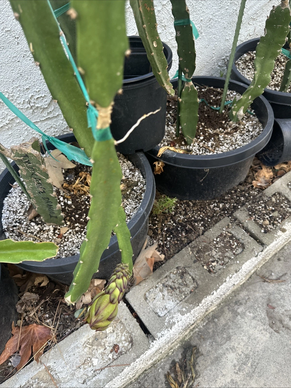 Taiwan Orange Dragon Fruit Cuttings – 2 Live Orange Dragon Pitaya Cuttings 10–15 Inches Long for Planting