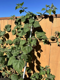 Golden Berry Fruit Cuttings – 6 Live Physalis peruviana Cuttings 4 Inches Long, Cape Gooseberry Plant for Planting