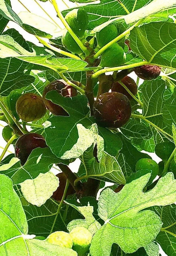 Hardy Chicago Fig Tree Cuttings – 3 Fresh Ficus carica Stems, Cold-Hardy Fruit Variety for Easy Propagation
