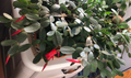 Easter Cactus Cuttings – 3 Unrooted Rhipsalidopsis gaertneri Cuttings, 2 Segment Clippings for Propagation