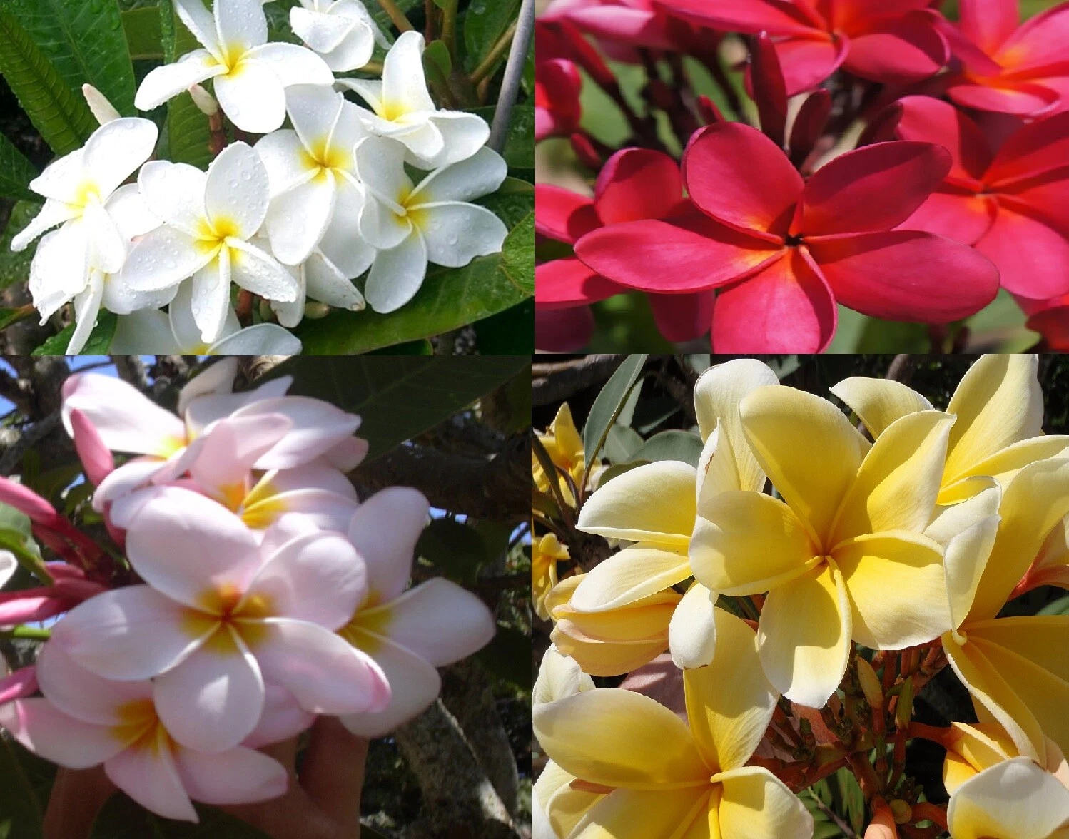 Hawaiian Plumeria Frangipani – Set of 4 Mixed Color Cuttings (Red, White, Yellow, Pink) for Propagation