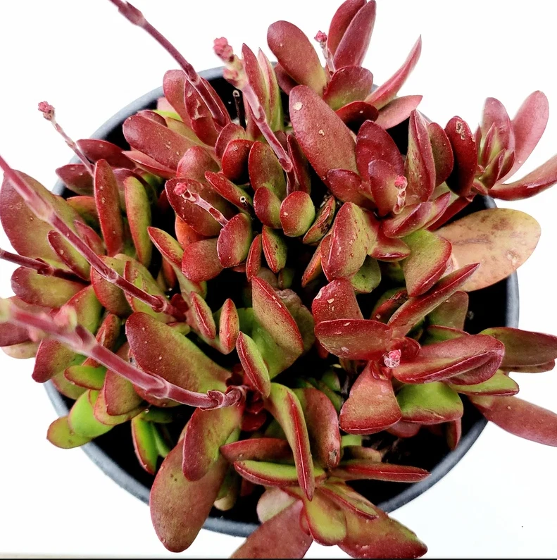 Crassula Clavata Succulent Live Plant – 4 Inch Bare Root Crassula for Container or Garden Planting