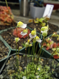 Utricularia bisquamata White Form – 1" Potted Plug Carnivorous Plant for Terrariums & Mini Displays