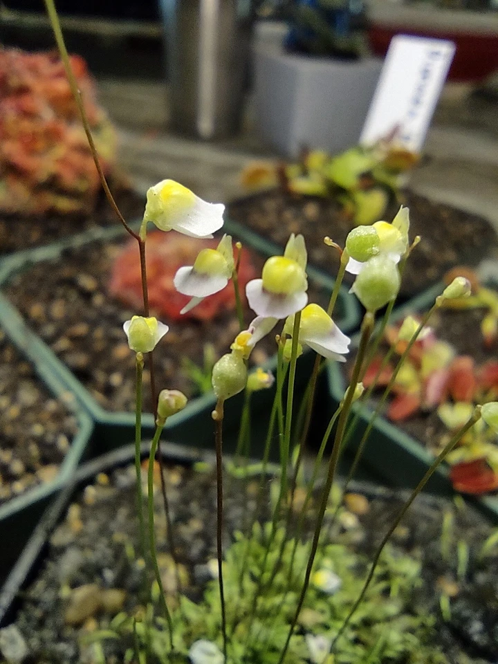 Utricularia bisquamata White Form – 1" Potted Plug Carnivorous Plant for Terrariums & Mini Displays