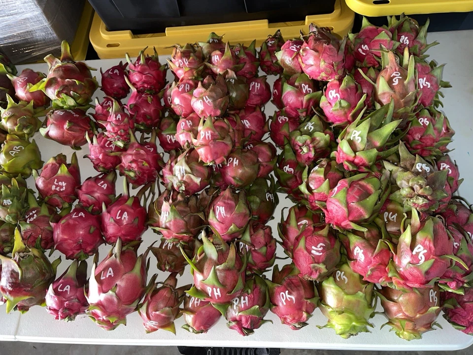 Dragon Fruit Orejona Cuttings for Planting – Mature Unrooted Pitaya Stems, Tropical Climbing Cactus