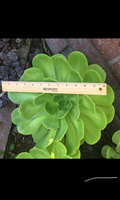 Aeonium Arboreum Rosette – 1 Large 6–12" Cutting, Giant Succulent Stem for Rooting, Exotic Cactus-Like Rose Plant for Indoor or Outdoor Display