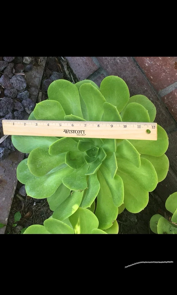 Aeonium Arboreum Rosette – 1 Large 6–12" Cutting, Giant Succulent Stem for Rooting, Exotic Cactus-Like Rose Plant for Indoor or Outdoor Display
