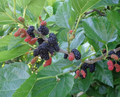 Contorted Mulberry Cuttings – 3 Hardwood Cuttings for Rooting or Grafting – Morus Variety