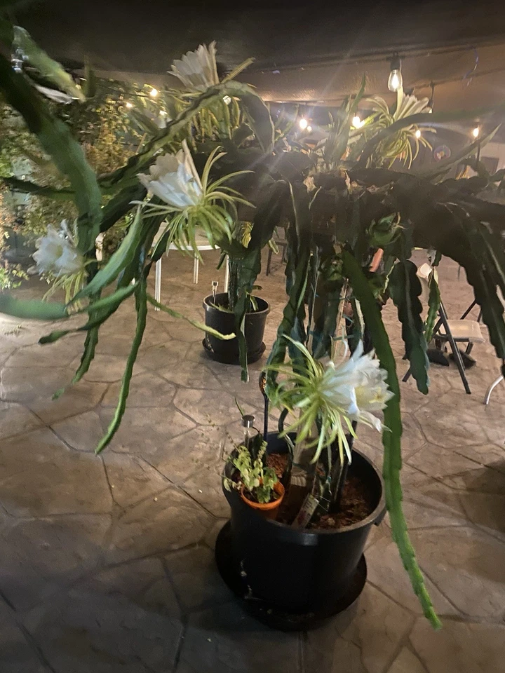 Red Dragon Fruit Cuttings – 3 Self Pollinating Live Cuttings, 8–12 Inch Pitaya Plant for Growing