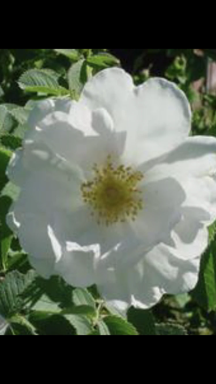 Rosa alba ‘White Rose of York’ Cuttings for Planting – 3 Unrooted Shrub Rose Cuttings, 6–8 Inches