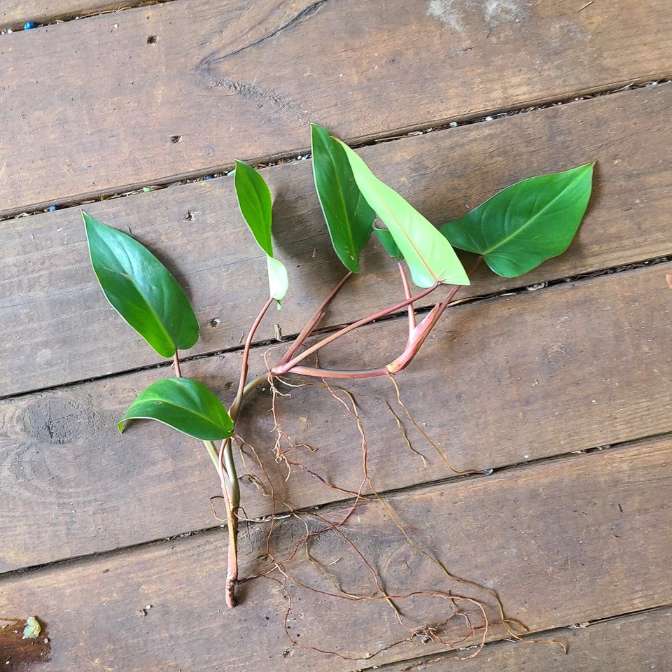 Philodendron Red Emerald Cutting – 7–10 Inch Fresh Philodendron erubescens Stem for Rooting