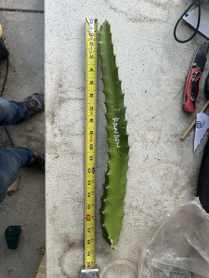 Rainbow Dragon Fruit Cutting – 1 Live Pitaya Cutting 10–15 Inch for Planting, Climbing Cactus