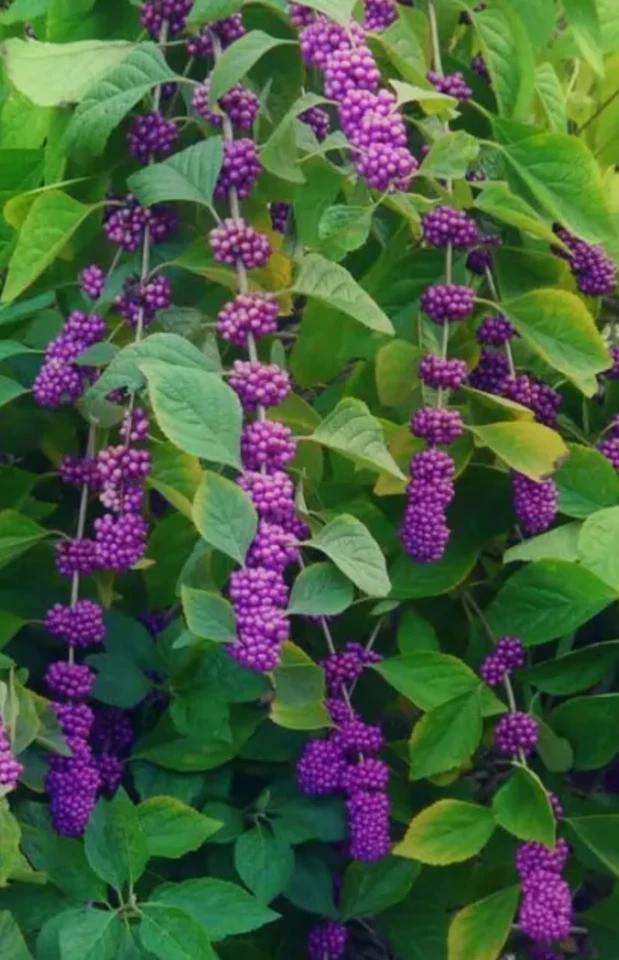 American Beautyberry Bush Cuttings for Planting – 8+ Live Unrooted Stems, Native Berry Shrub