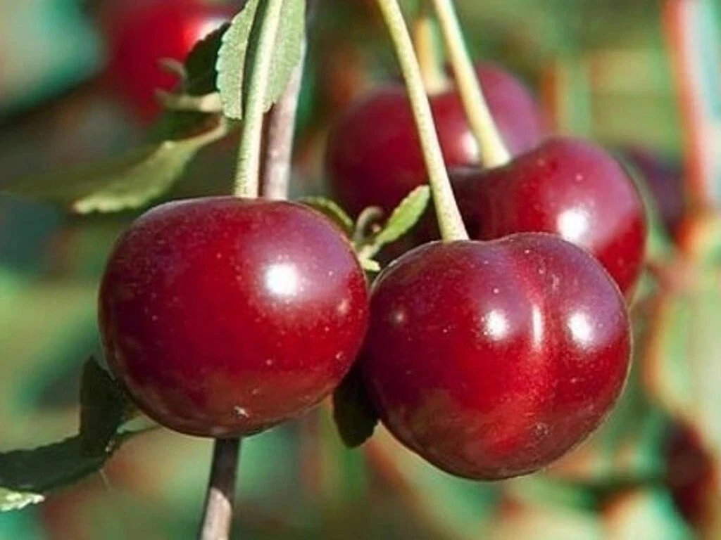 Sour Cherry Cuttings Set – Wanda & Star of Vytenai, 6 Prunus cerasus Scions for Grafting or Propagation