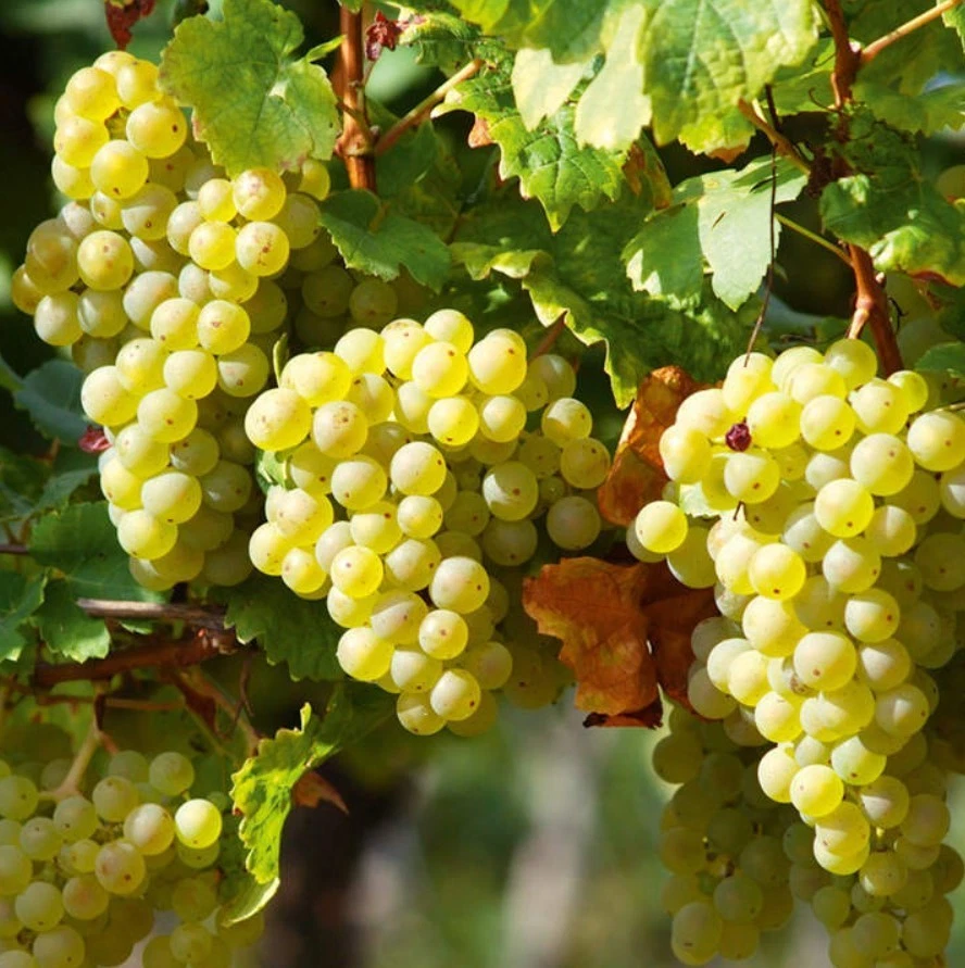 Elvira Grape Live Plant – Rooted Cutting 6–10 Inches Tall for Planting