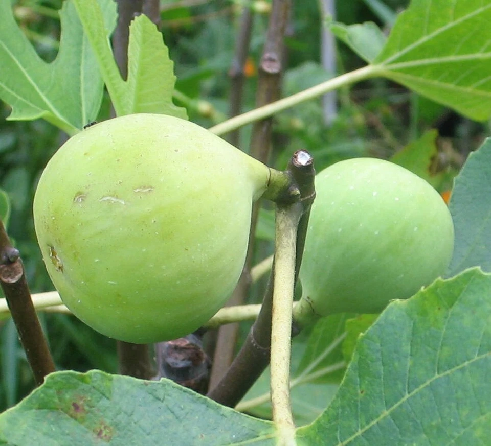 Conadria Fig Tree Cuttings – 2 Unrooted Ficus carica Scions with Willow Water Rooting Soak