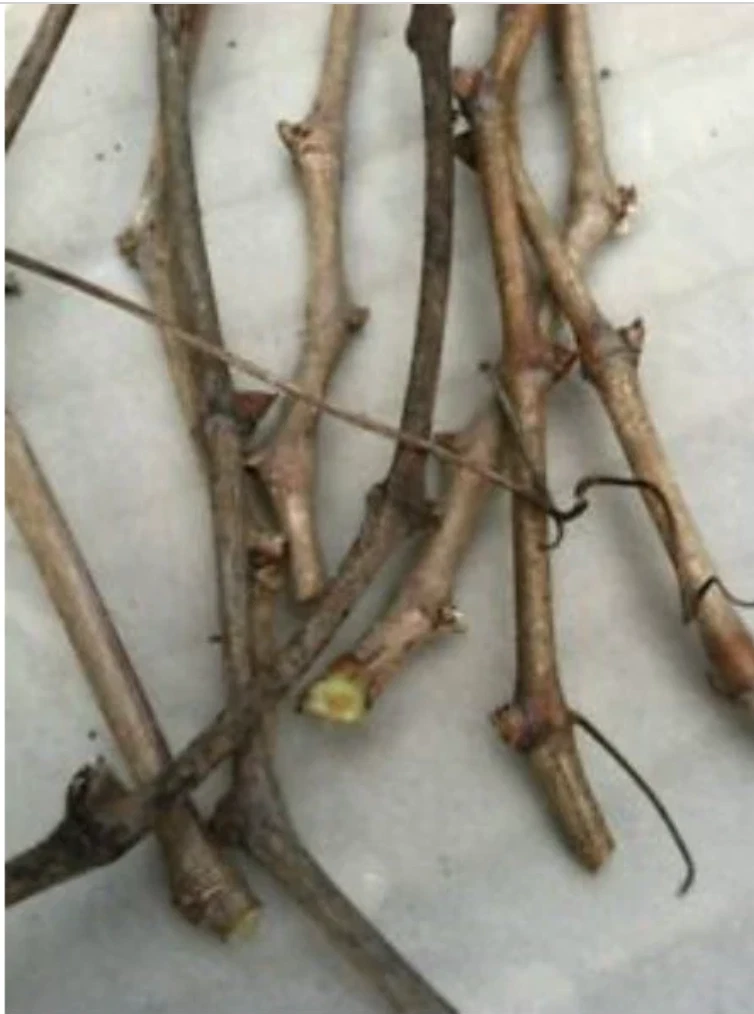 Frontenac Grape Vine Cuttings – Vitis Hybrid, 6 Unrooted Hardwood Cuttings for Propagation