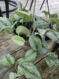 Pothos Silver Lady Cutting – Live Variegated Pothos Vine Starter – Easy Houseplant for Growing & Propagation