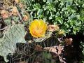 Opuntia Phaeacantha Prickly Pear Cactus for Planting – Live Desert Cactus Plant or Pad Cutting