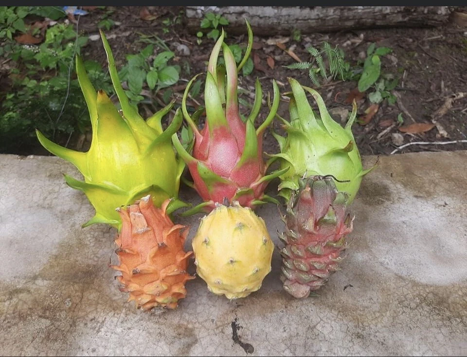 Dragon Fruit Cuttings – 10 Fresh Pitaya Cuttings 10–14 Inches Long – Live Hylocereus Stems for Planting