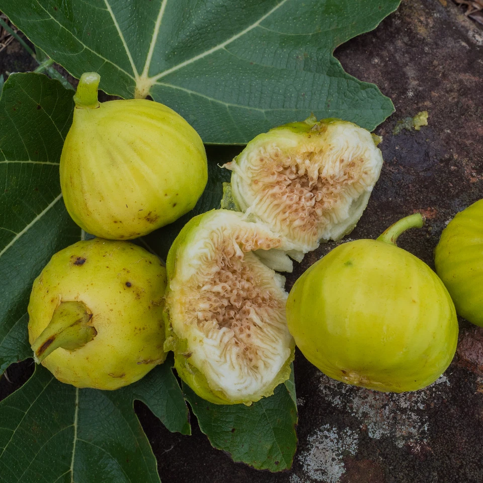 White Marseille Fig Cuttings – 2 Unrooted Pieces – Ficus carica Fruit Tree Starter