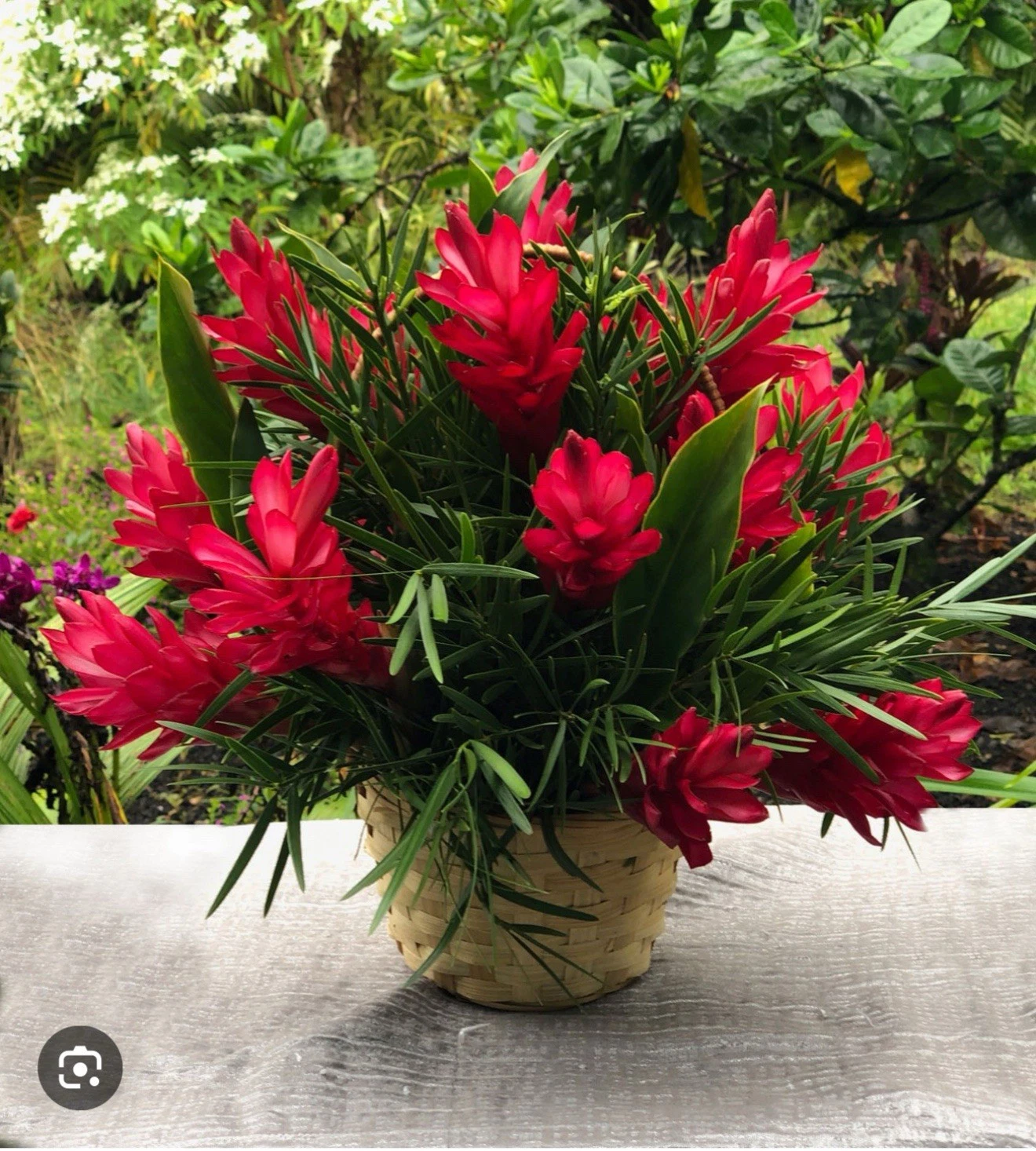 Hawaiian Red Ginger Rooted Starter Plant – Alpinia Purpurata Small Live Plant for Tropical Gardens