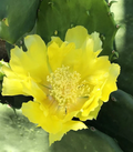 Opuntia Gomei Cactus Pads – 6–10 Inch Cuttings – Old Mexico Pear Cactus Starter Pads for Planting