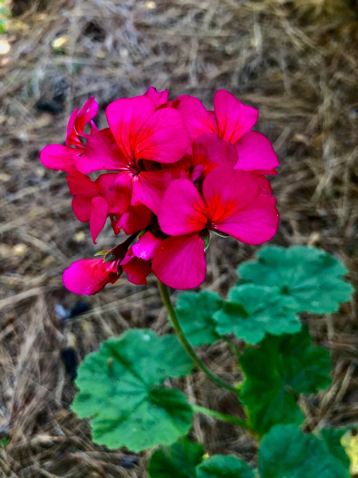 Hot Pink Orange Center Zonal Geranium Cutting – Pelargonium 6 Inch Live Plant Starter