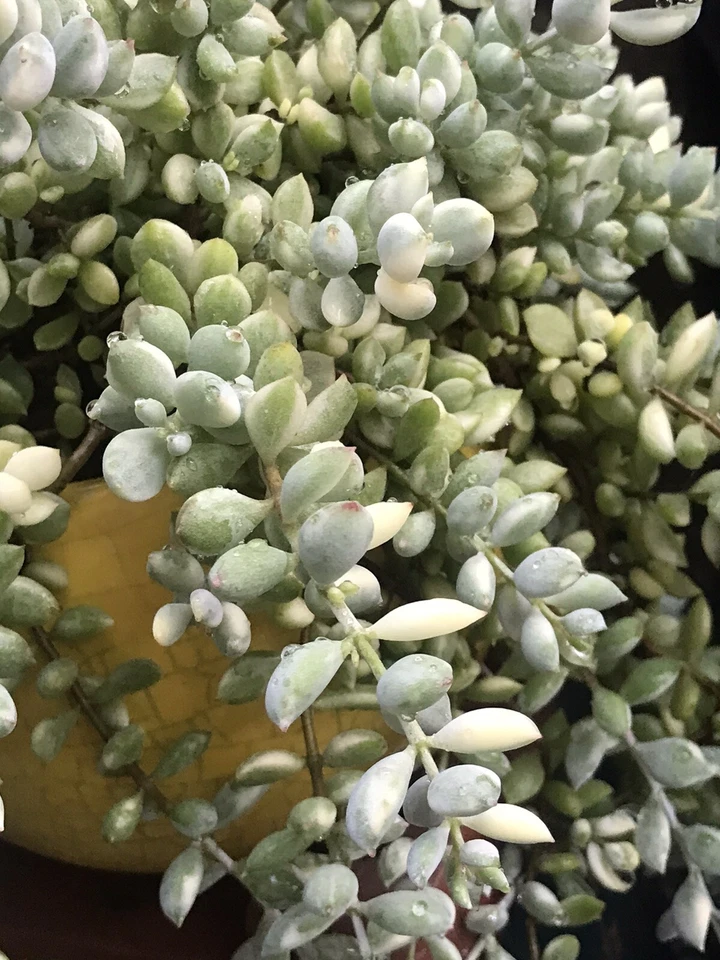 Variegated Cotyledon Pendens Cuttings – Rare Trailing Succulent, 3 Fresh 4" Stems, Echeveria Type Plant for Hanging Pots