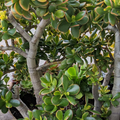 Crassula Ovata Sunset Jade Plant – One Unrooted Cutting 3–6 Inch – Variegated Succulent Starter