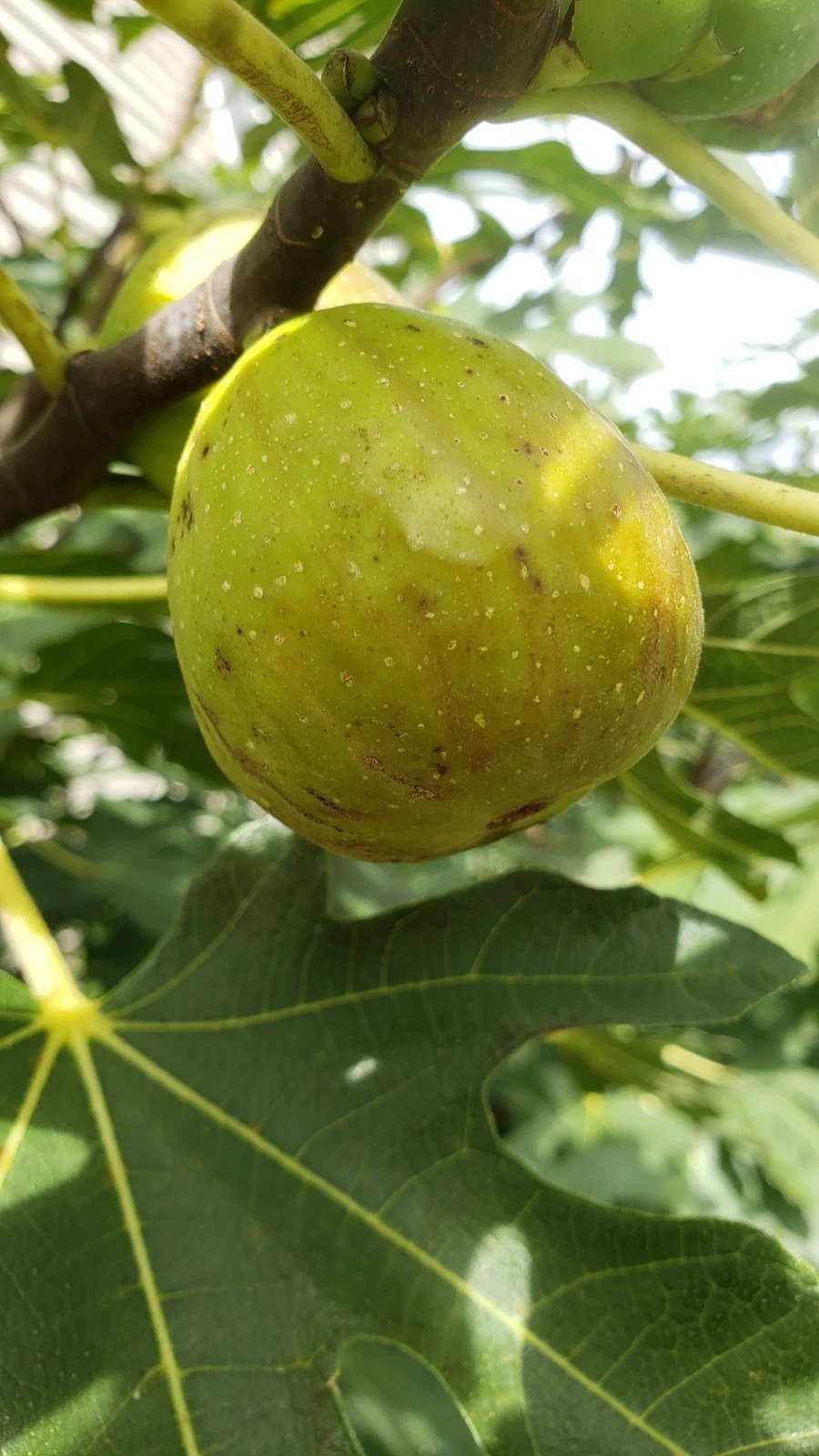 Fig Tree Cuttings – 5 Fresh Unrooted Ficus Carica Cuttings from 2 Varieties – Live Starter Wood for Rooting