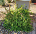 Portulacaria afra “Mammoth” Cuttings – 5 Elephant Bush Succulent Stems, Live Starter Plant for Rooting & Growing