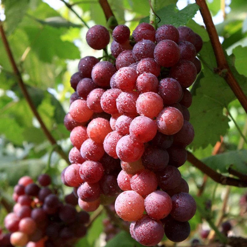 Red Flame Seedless Grape Vine for Planting – Live Vitis vinifera Fruit Vine Starter Plant
