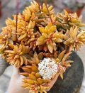 Sedum ‘Firestorm’ Cuttings for Planting – 3 Unrooted Succulent Cuttings, 3–4 Inch Length